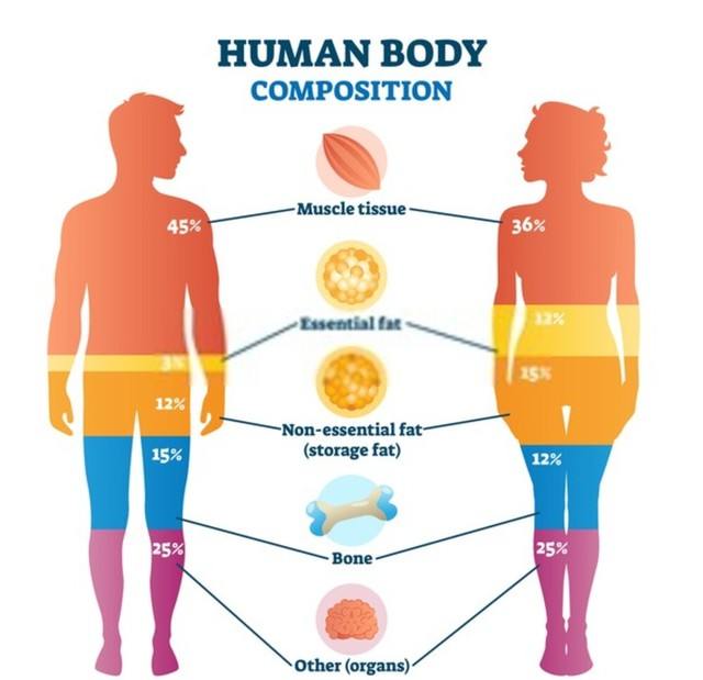 Regolarmente Contagioso Preservativo Navy Body Fat Chart Stipendio 