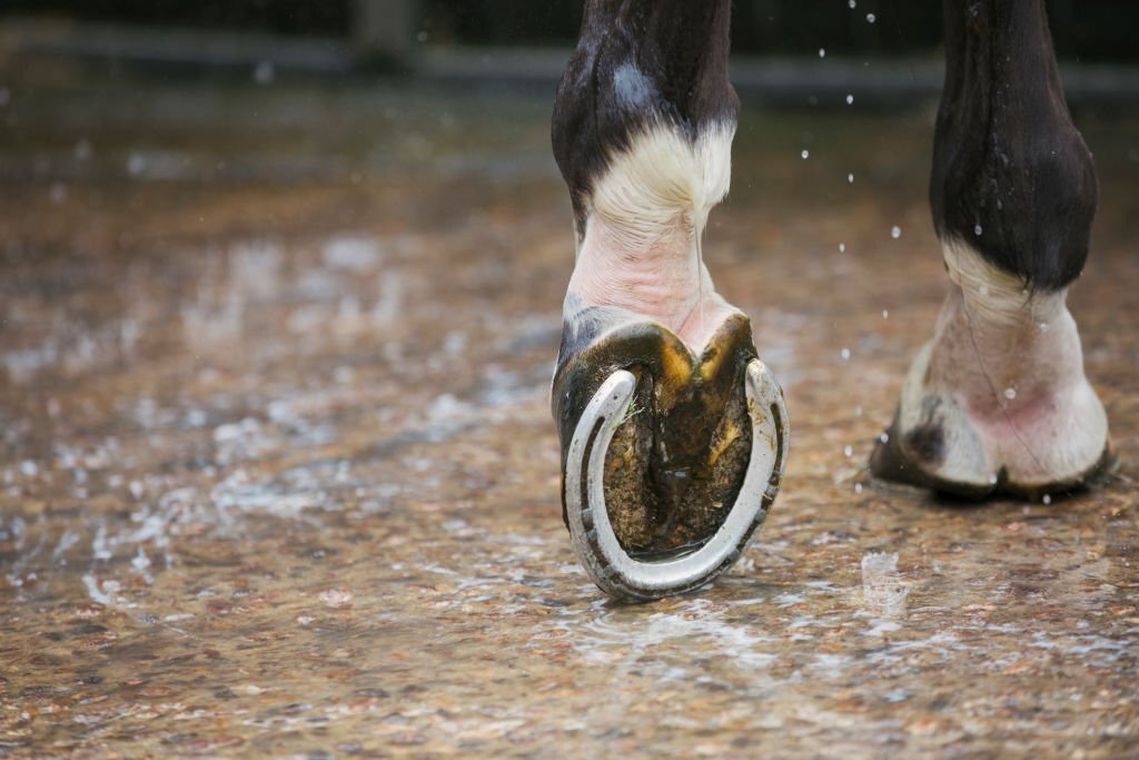 Why Do Horses Need Horseshoes Hood Mwr
